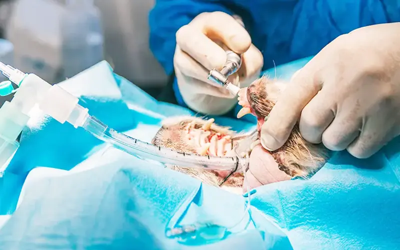 soins dentaire chirurgie animaux arche en ville cabinet veterinaire vevey