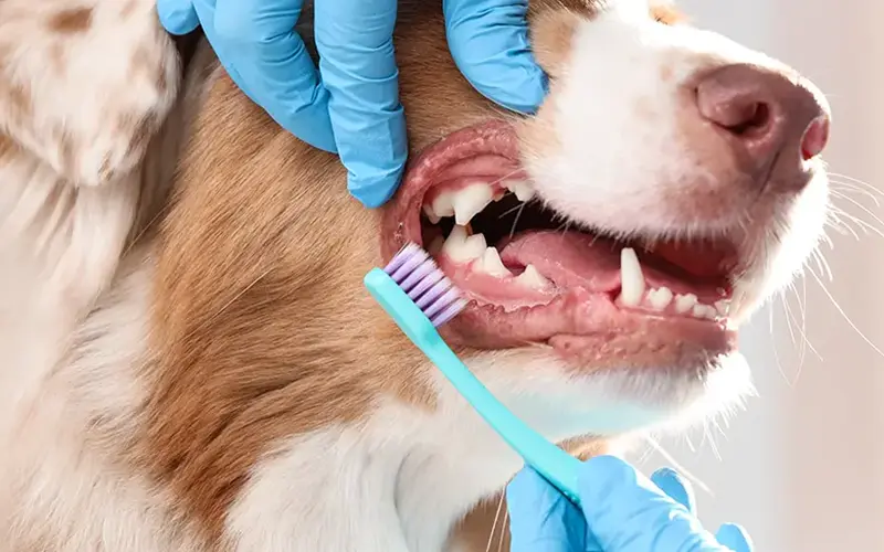 soins dentaire hygiene bucodentaire animaux arche en ville cabinet veterinaire vevey