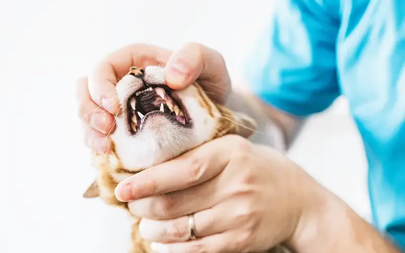 soins dentaire animaux arche en ville cabinet veterinaire vevey