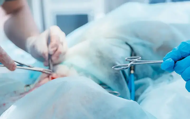 arche en ville cabinet veterinaire vevey chirurgie castration