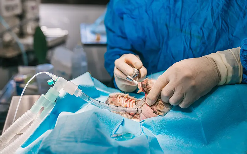 chirurgie respiratoire arche en ville cabinet veterinaire vevey