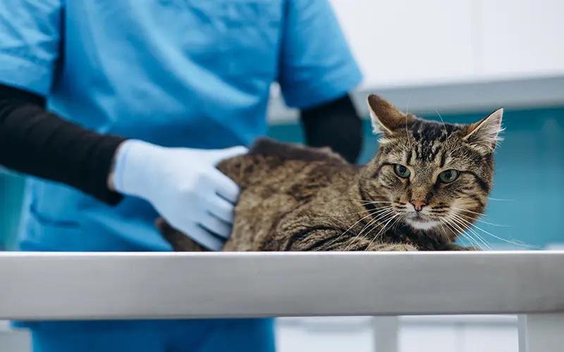 consultation hospitalisation medecine interne animaux arche en ville cabinet veterinaire vevey