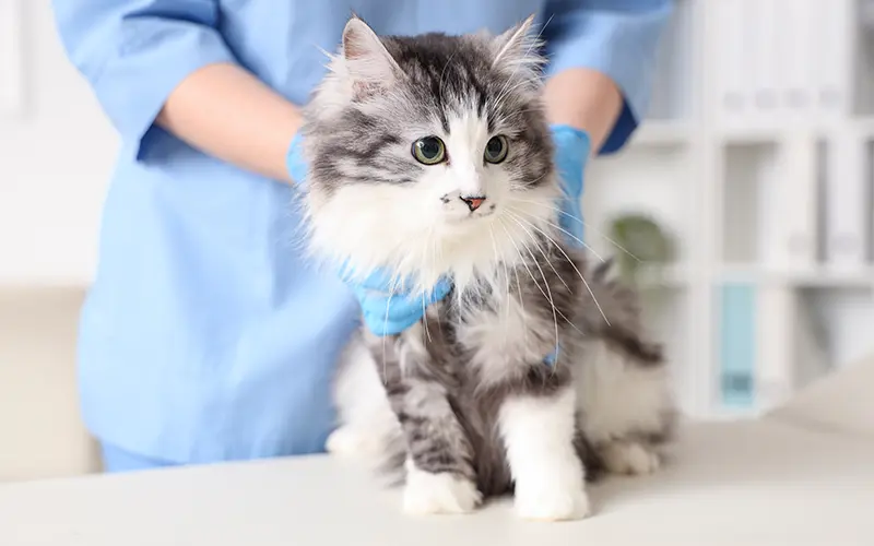 pose puce consultation hospitalisation animaux arche en ville cabinet veterinaire vevey