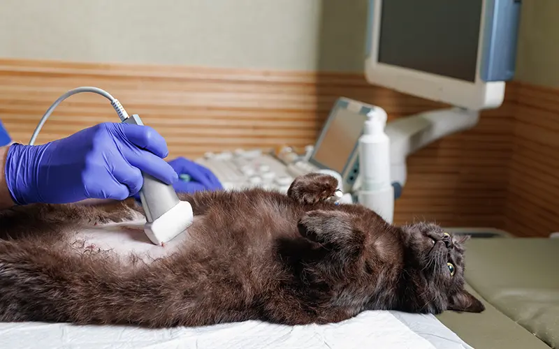 echographie imagerie medicale consultation hospitalisation animaux arche en ville cabinet veterinaire vevey