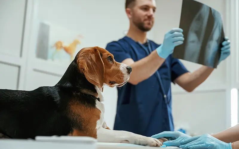 radiographie imagerie medicale consultation hospitalisation animaux arche en ville cabinet veterinaire vevey