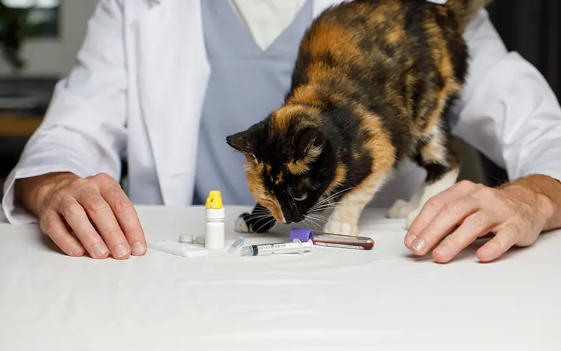 imagerie medicale animaux arche en ville cabinet veterinaire vevey