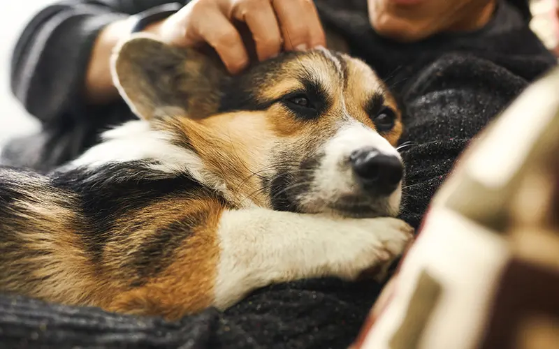 comportement analyse animaux arche en ville cabinet veterinaire vevey